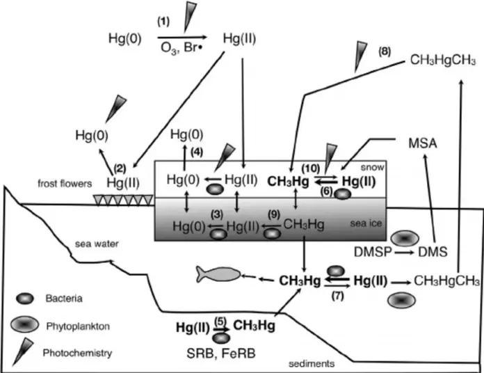 The-biogeochemical-cycle-of-mercury-in-coastal-marine-environments-in-polar-regions, CH3HG, gkduniya.in,