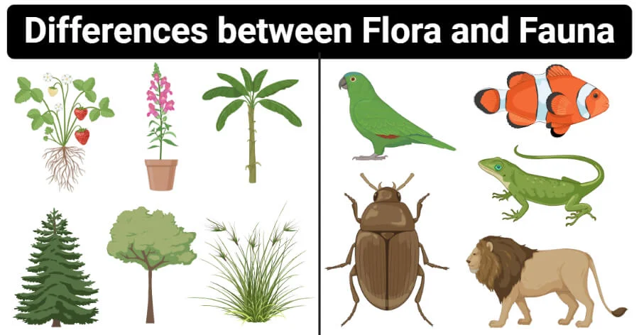 Flora And Fauna GKDUNIYA.IN, Differences-between-Flora-and-Fauna-Flora-vs-Fauna