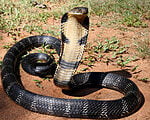 The Mystical King Cobra and Coffee Forests