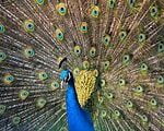 Pfau imponierend