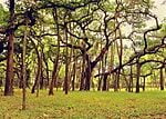 160px-The_great_banyan_tree