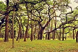 The great banyan tree, National Symbols of India