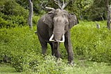 Elephas maximus (Bandipur), National Symbols of India