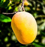 Hapus Mango, National Symbols of India