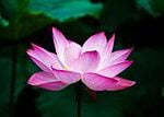 Lotus_flower