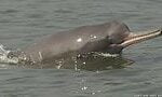 The_magnificent_Ganges_River_Dolphin