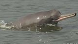 The magnificent Ganges River Dolphin, National Symbols of India